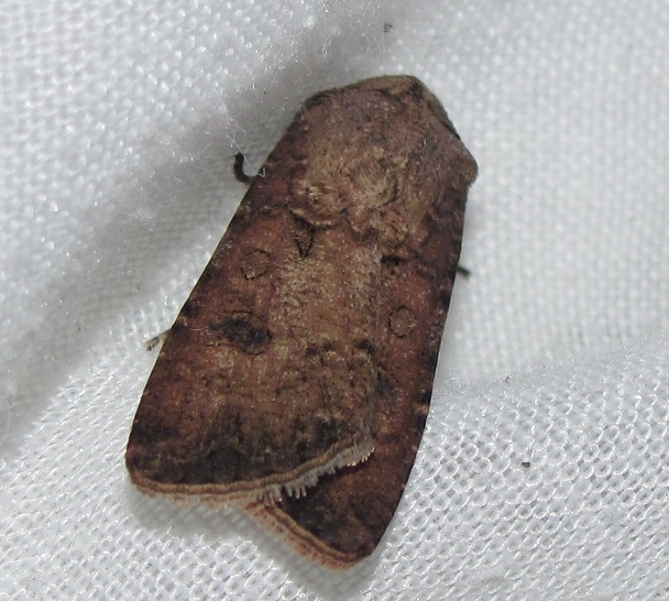 Noctuidae da ID - Agrotis segetum